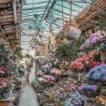 Marché Aux Fleurs / Flower Market - Romantic European cities photography by Giulia CREMONESE