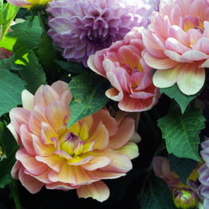 Fairies - Photographie par Juliet Piper