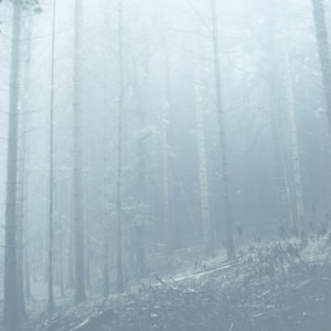 Hydrometeors 11 - Photographie d'arbres par Juliet Piper