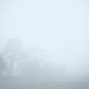 Hydrometeors 1 - Photographie d'arbres par Juliet Piper