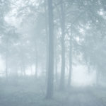 Hydrometeors 9 - Photographie d'arbres par Juliet Piper