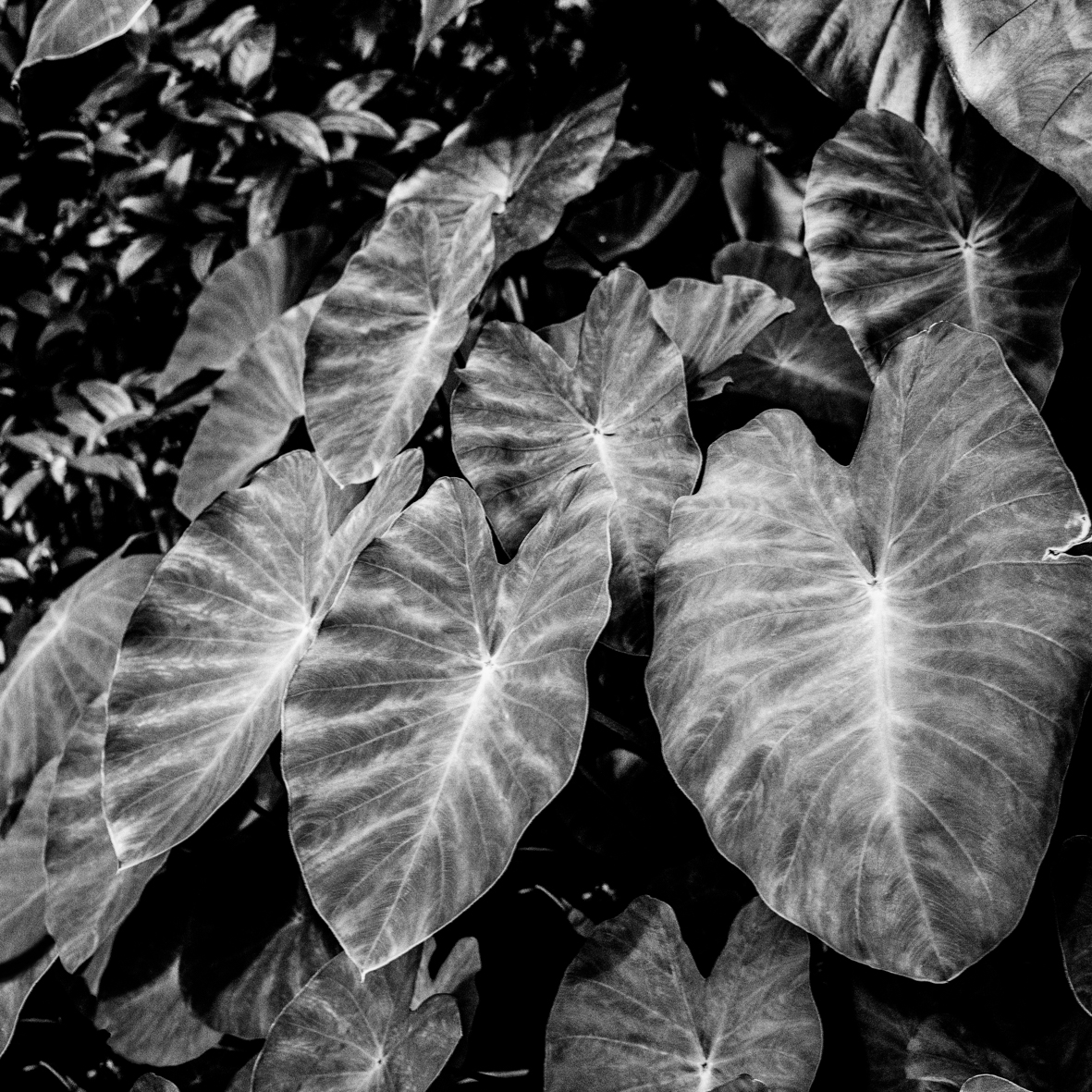 Leaves - Photographie par Juliet Piper