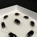 Farandole Nuptiale, 2023 - Insects réalises avec des plantes par Gabriel Ruta