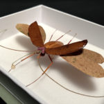 Le Discret Camouflé, 2022 - Insects réalises avec des plantes par Gabriel Ruta