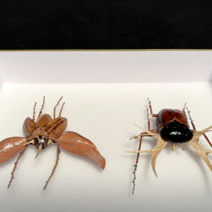 Les Inséparables, 2023 - Insects réalises avec des plantes par Gabriel Ruta