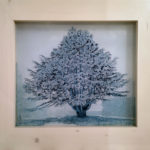 Cèdre de l’Himalaya - Peinture d'Ingrid Kaufmann