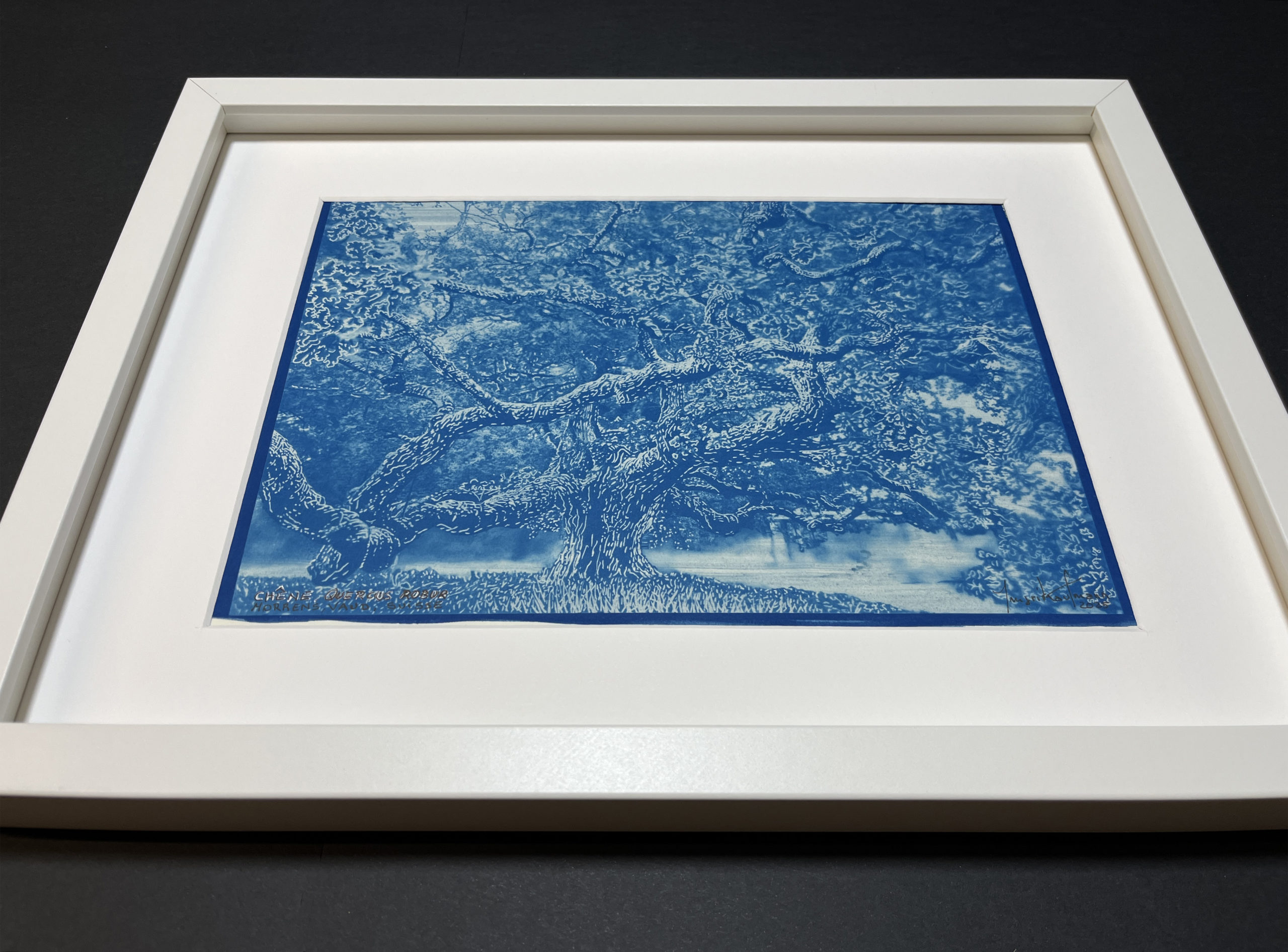 Chêne, 2025 - Cyanotype - Peinture d'Ingrid Kaufmann