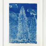 Épicéa, 2025 - Cyanotype - Peinture d'Ingrid Kaufmann