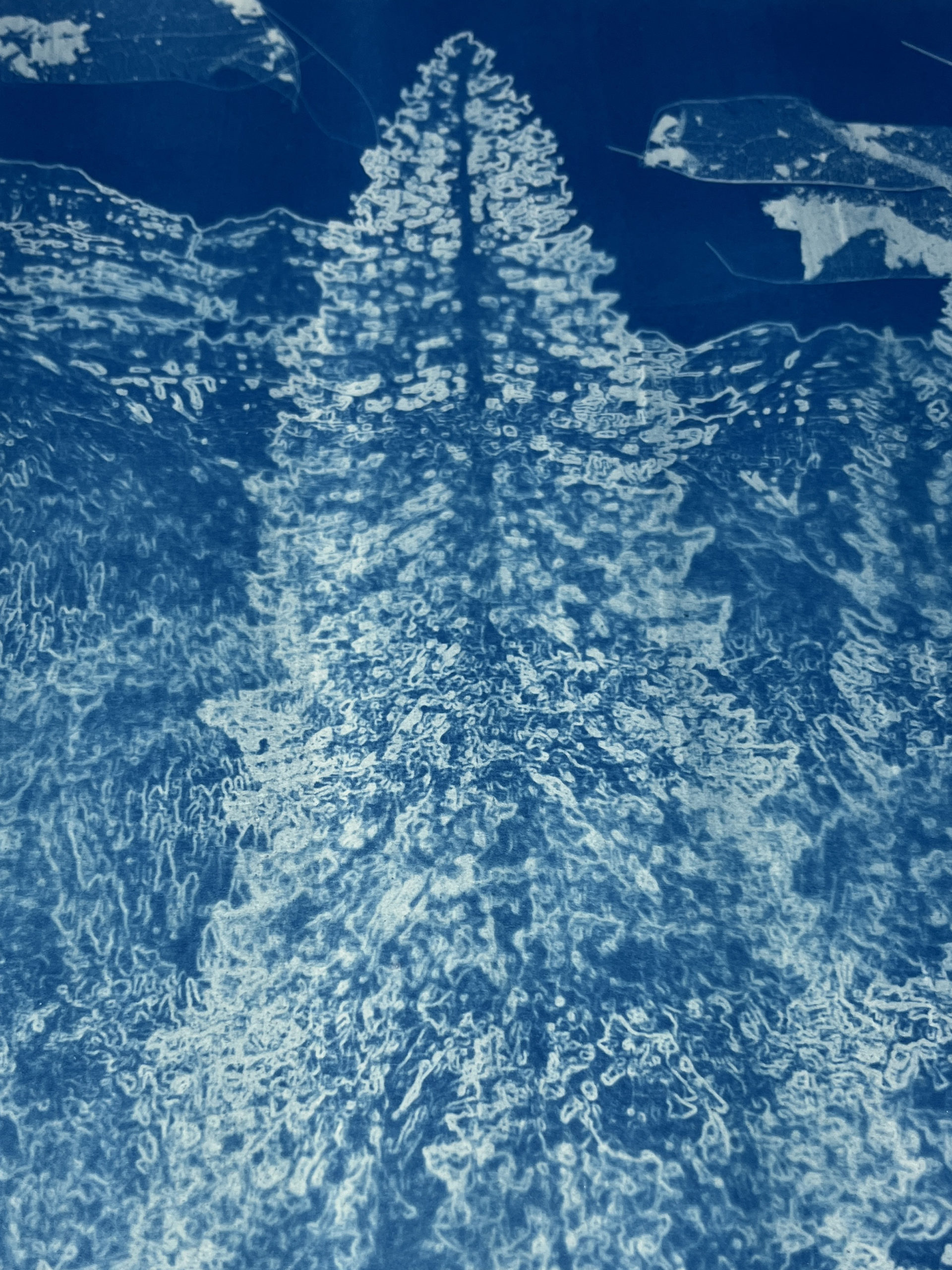 Épicéa, 2025 - Cyanotype - Peinture d'Ingrid Kaufmann