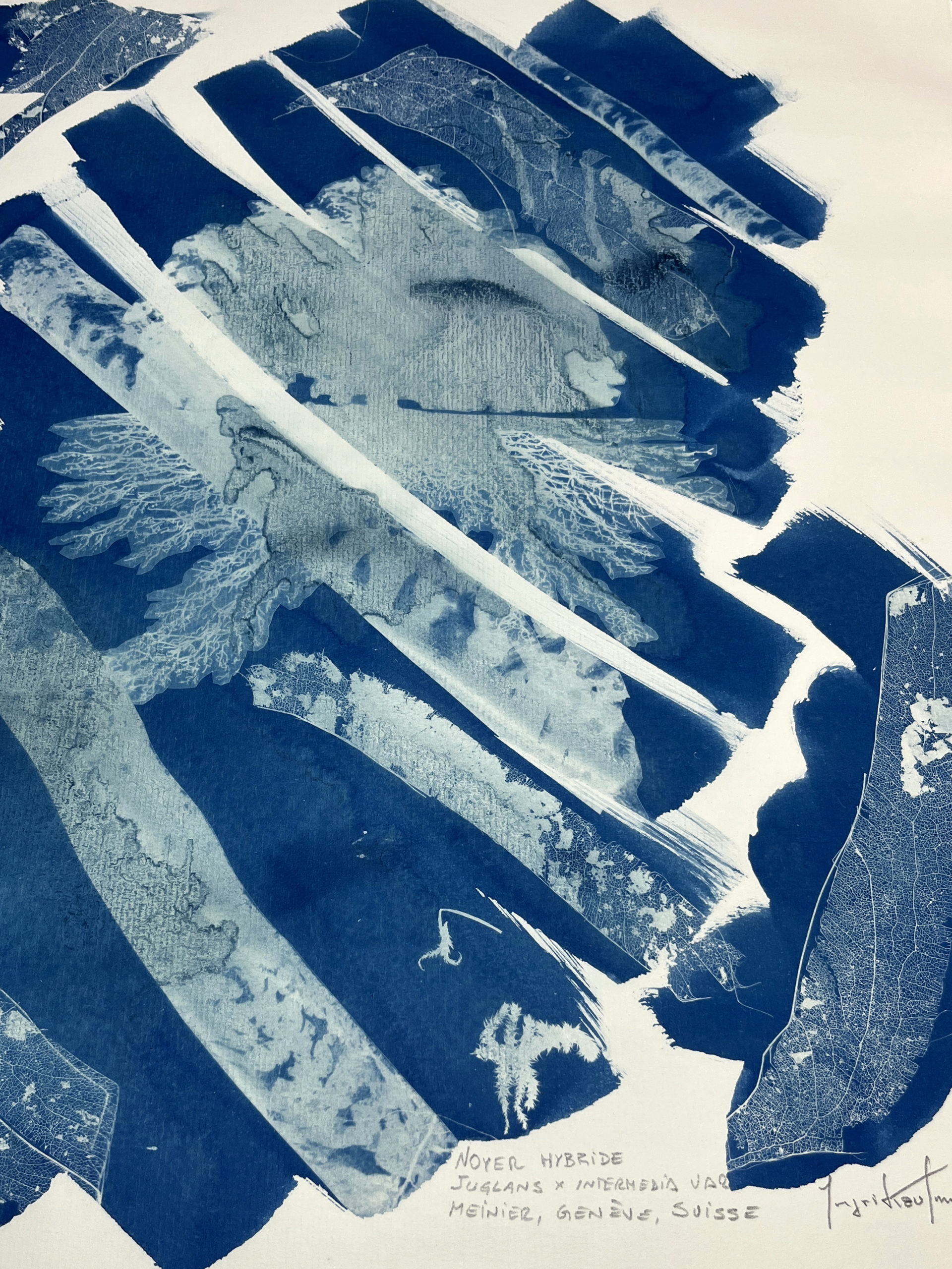 Noyer Hybride - Cyanotype - Peinture d'Ingrid Kaufmann