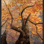 Cyprès Chauve - Peinture d'Ingrid Kaufmann