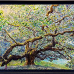 Chêne Pédoncule - Peinture d'Ingrid Kaufmann