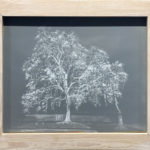 Platane Commun - Peinture d'Ingrid Kaufmann